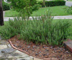 Top 10 Advices How To Grow Rosemary