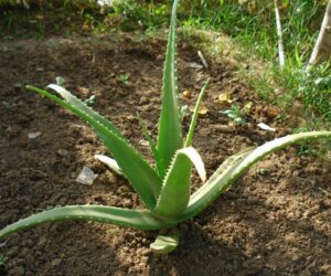 Top 10 Tips on How To Grow Aloe Vera [Step-by-Step]