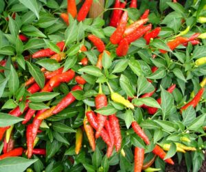 Top 10 Advices On How To Grow Chili Peppers