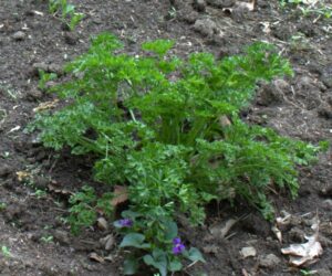Top 10 Advices On How To Grow Parsley