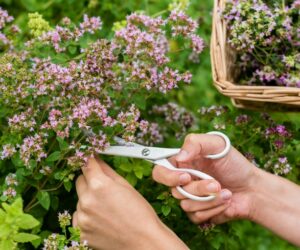 Top 10 Advices On How To Grow Oregano