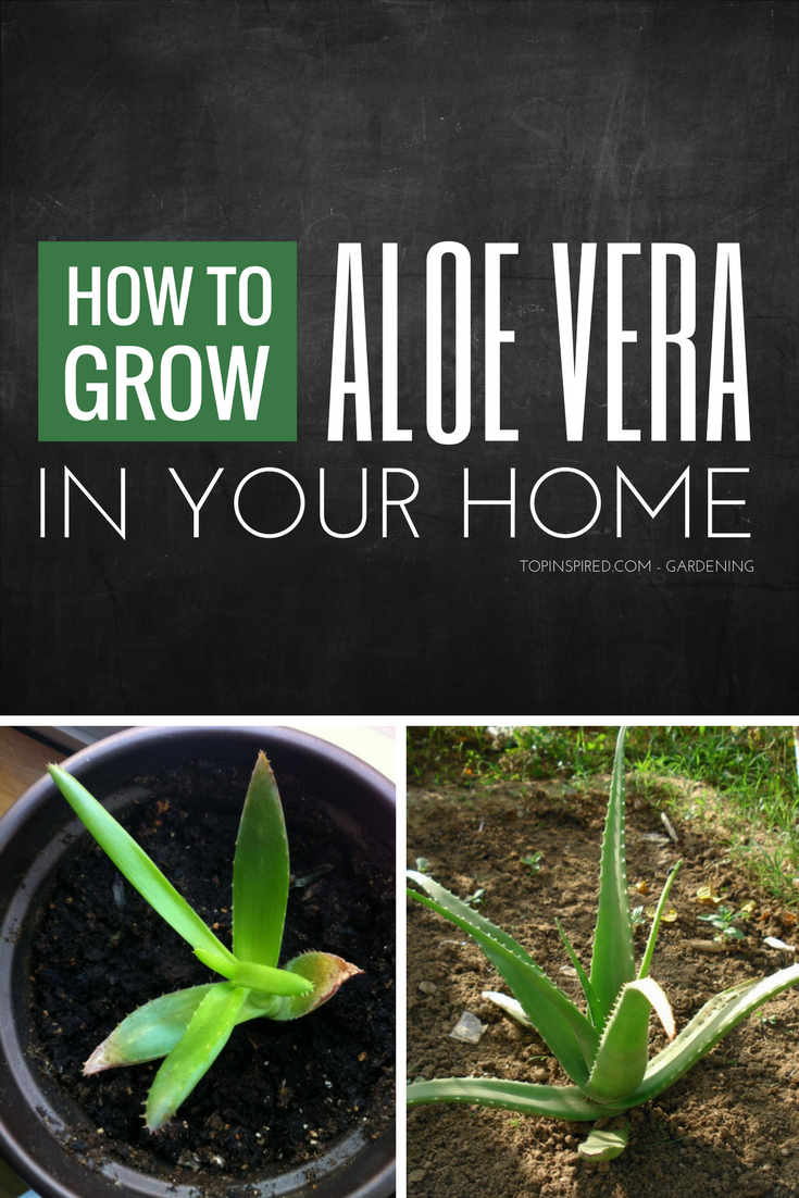 How-to-grow-aloe-vera