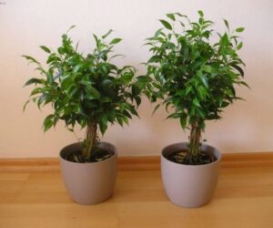 Top 10 Tips On How To Grow One Of The Best Air Purifier-Ficus Plant