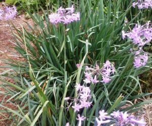 Top 10 Tips About Autumn Onion Planting