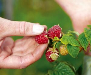 Top 10 Tips On How To Grow Raspberries – (Step by Step)