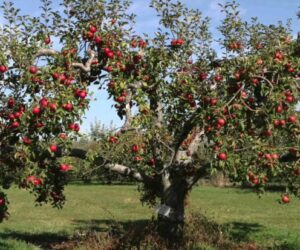 Top 10 Tips For Autumn Fruit Trees Planting