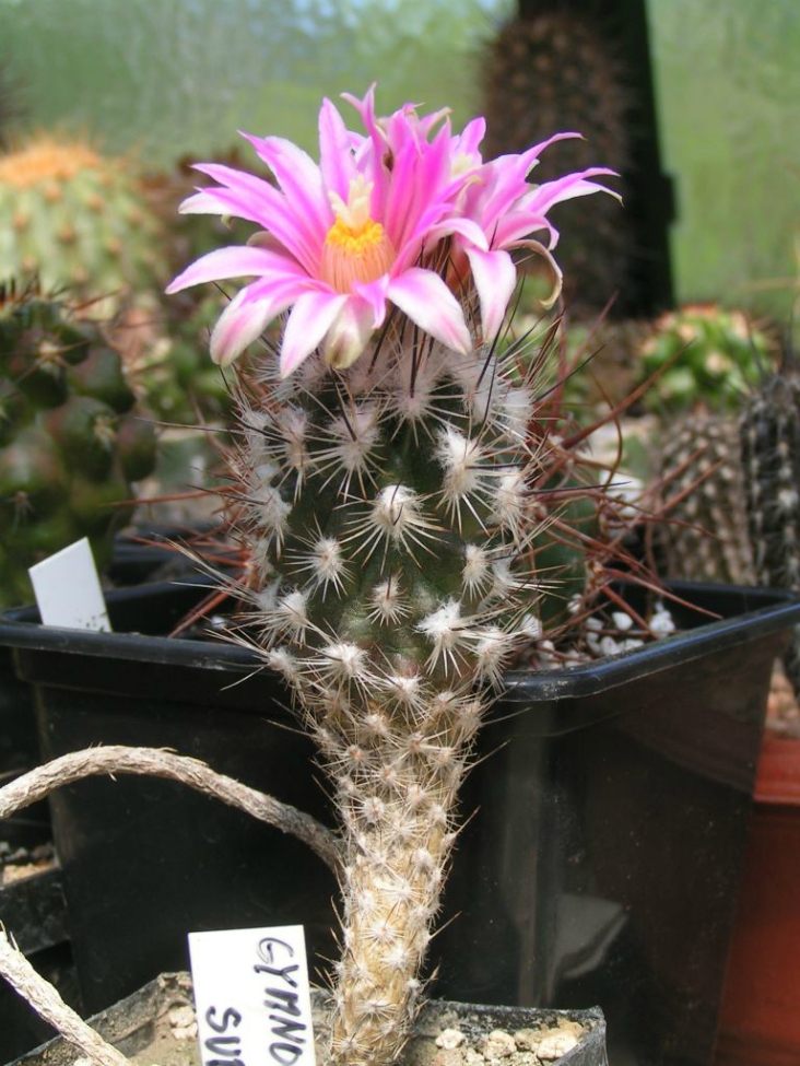 Top 10 Types of Cactus Plants - Top Inspired
