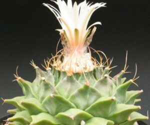 Top 10 Types of Cactus Plants