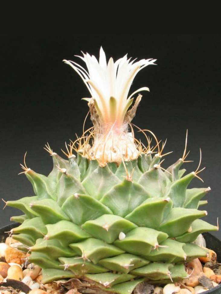 types of cactus plants