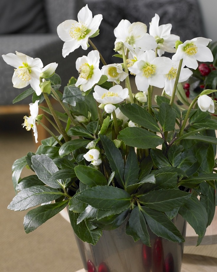 Tomato Fertilizer For Christmas Cactus - tomato fertilizer for christmas cactus