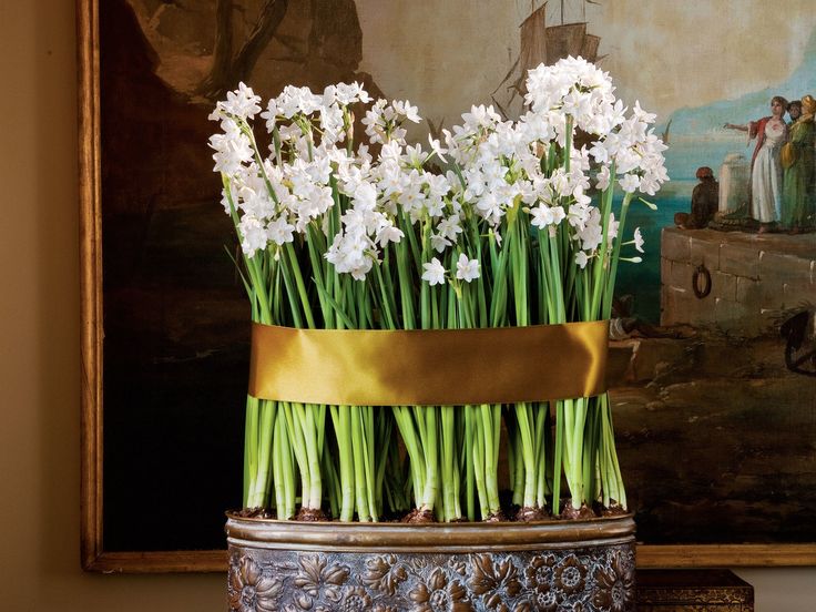 Paperwhites