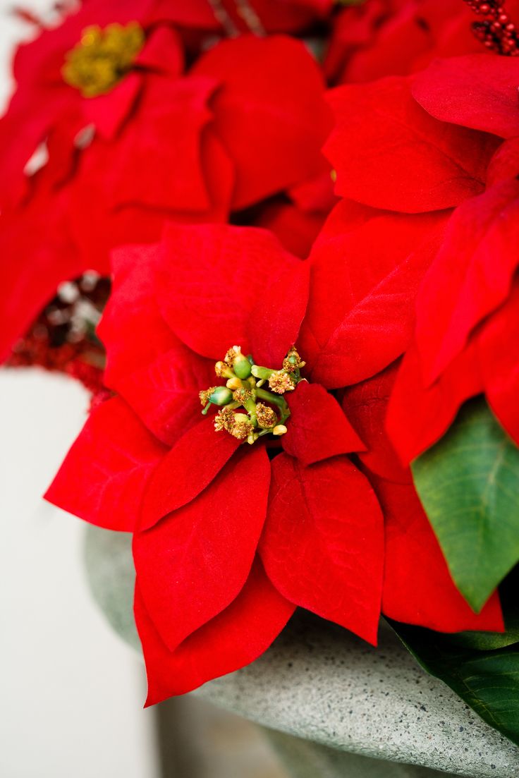 Poinsettia