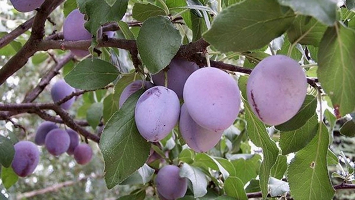 Top 10 Easy To Grow Fruit Trees