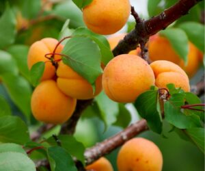 Top 10 Easy To Grow Fruit Trees