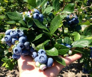 Top 10 Tips On How To Grow Blueberries