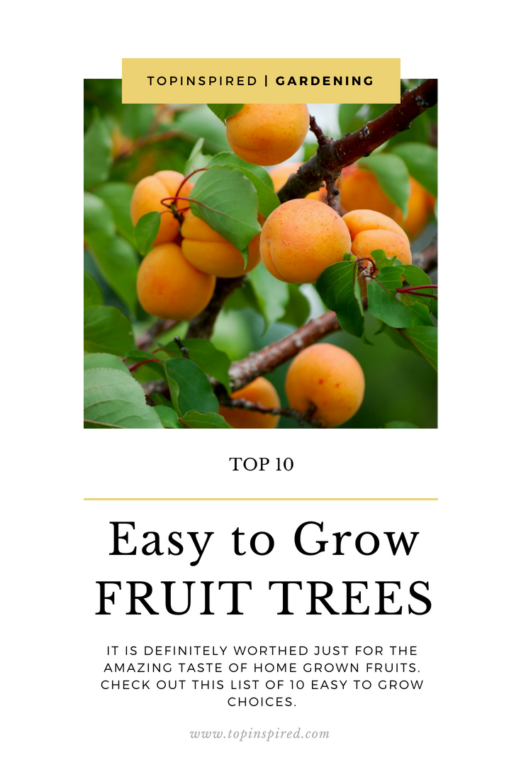 FRUIT-TREES