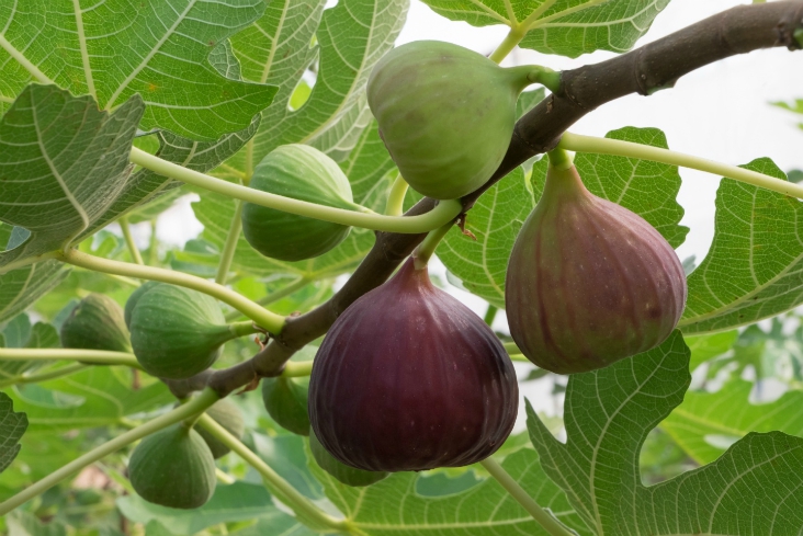 fig