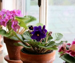 Top 10 Tips On How To Take Care For African Violets