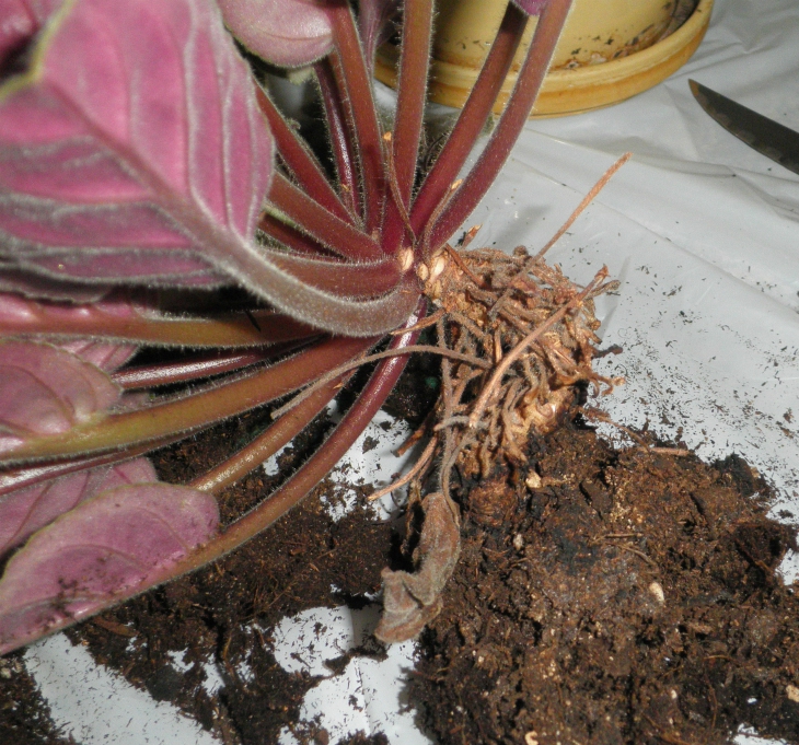 How To Take Care Of Daisies Indoors - Gerbera Daisies Full Growing Guide (Plant, Grow, and Care)
