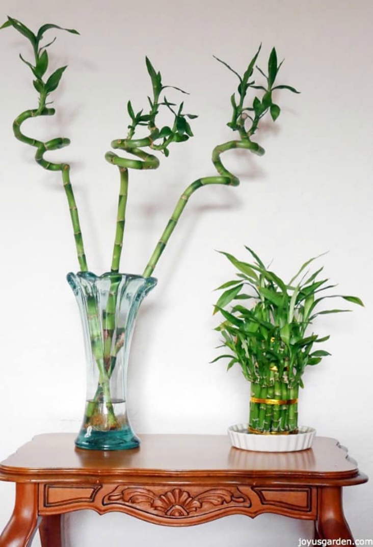 Top 10 Indoor Flowers That Thrive In Low Light Top Inspired Top 10 Indoor Flowers That Thrive In Low Light Top Inspired