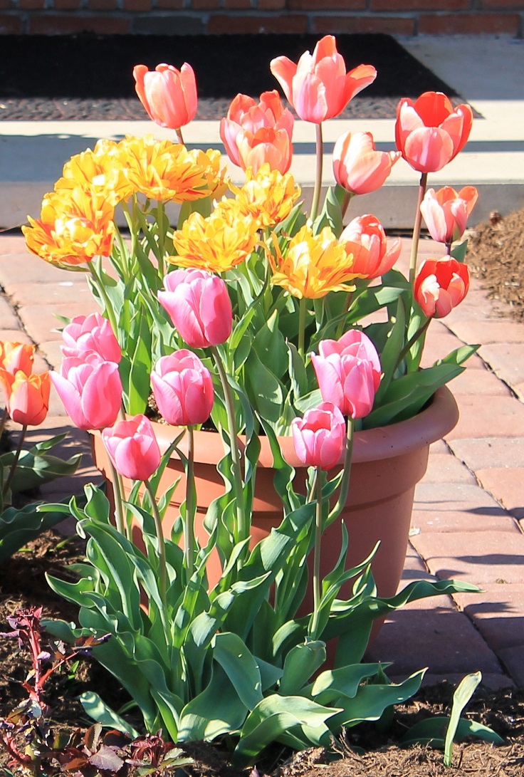 How To Care For Tulips In A Pot Indoors - Growing Tulips Indoors Year Round