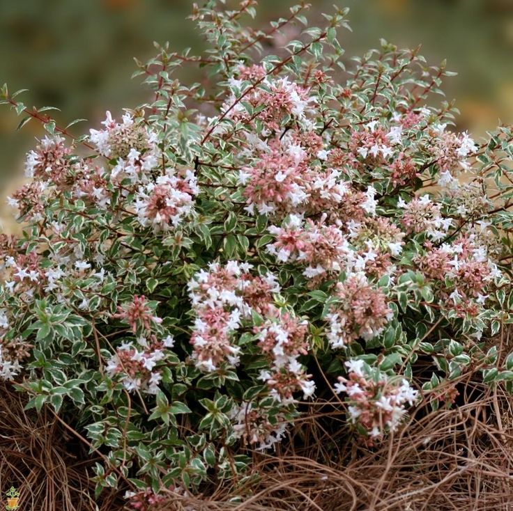 Abelia