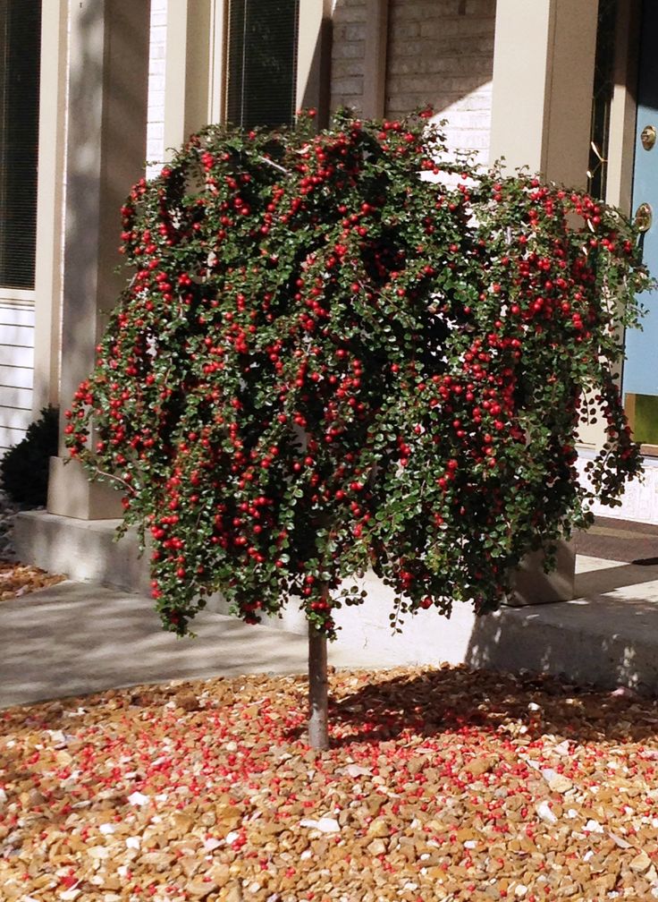 Cranberry-Cotoneaster