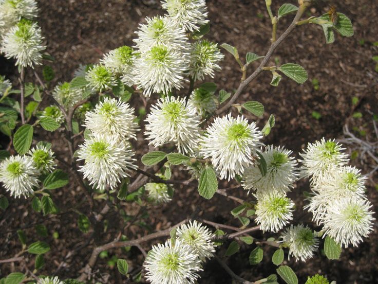 Dwarf-Fothergilla