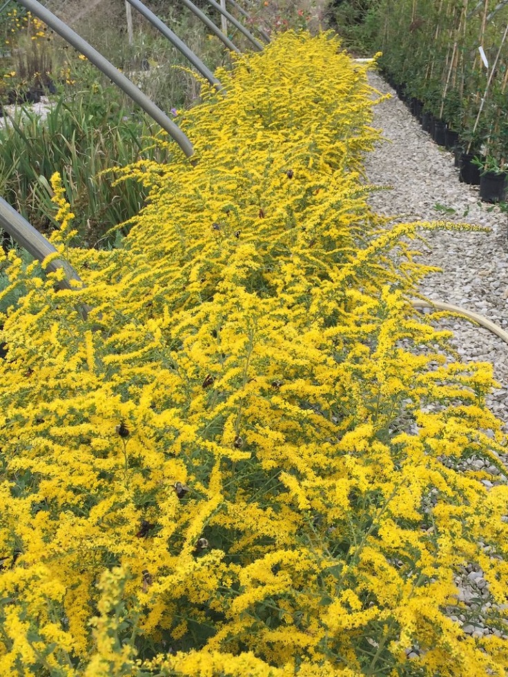 Fireworks-Goldenrod-1