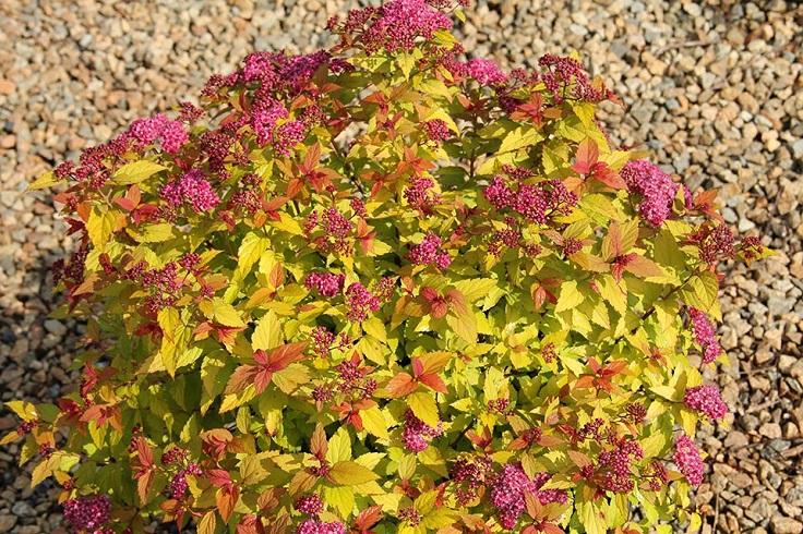 Goldflame-Spirea