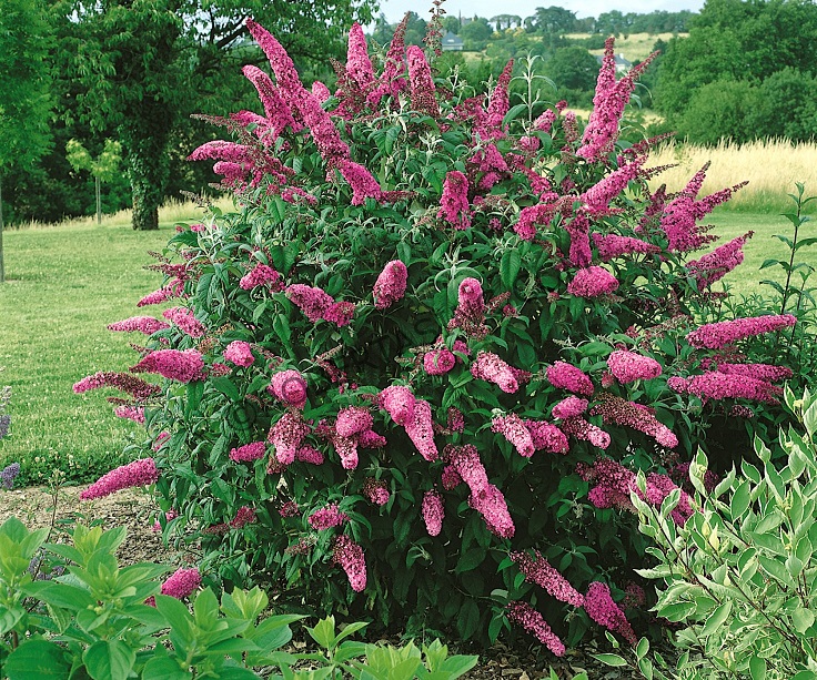 Top 10 Dwarf Flowering Bushes for a Fairy Tale Garden
