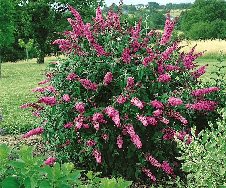 Pink-Delight-Butterfly-Bush