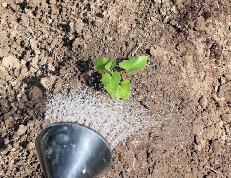 Watering