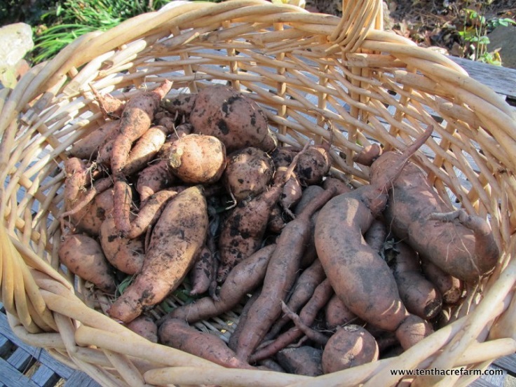 harvest-sweet-potato