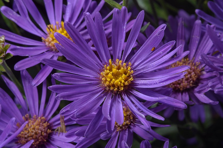 Aster