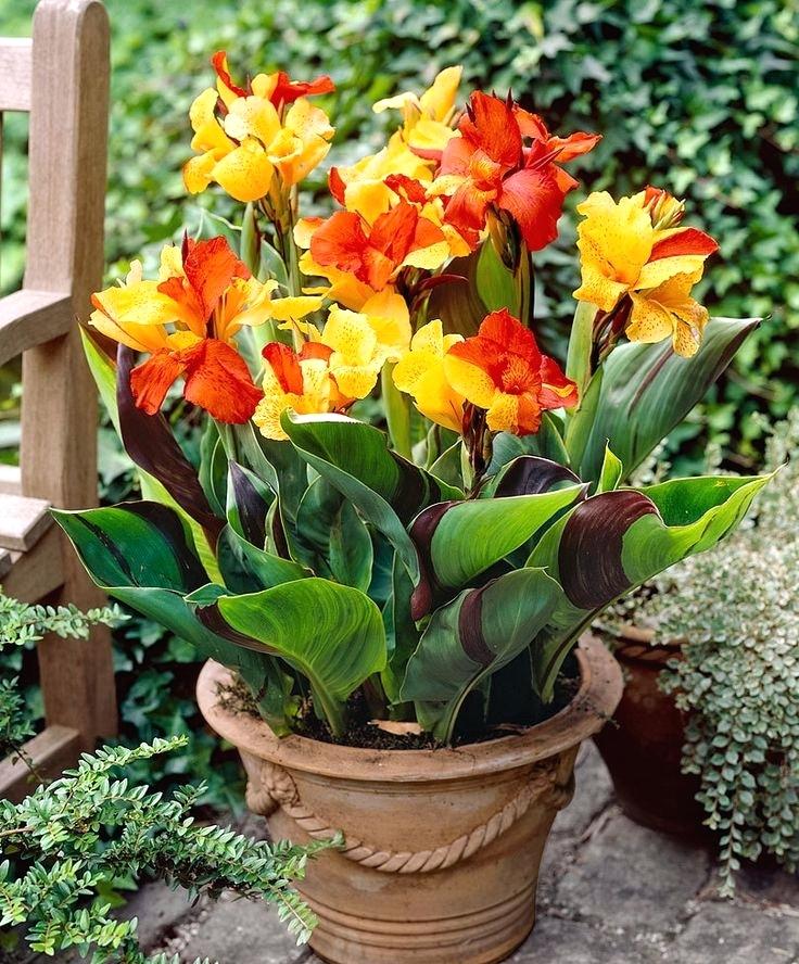 Canna-Lily