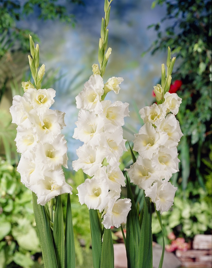 Gladiolis