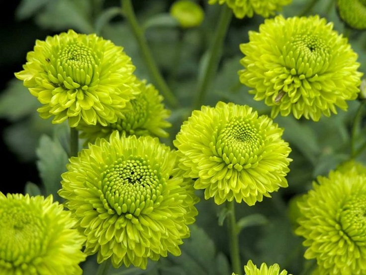 Green-Chrysanthemum