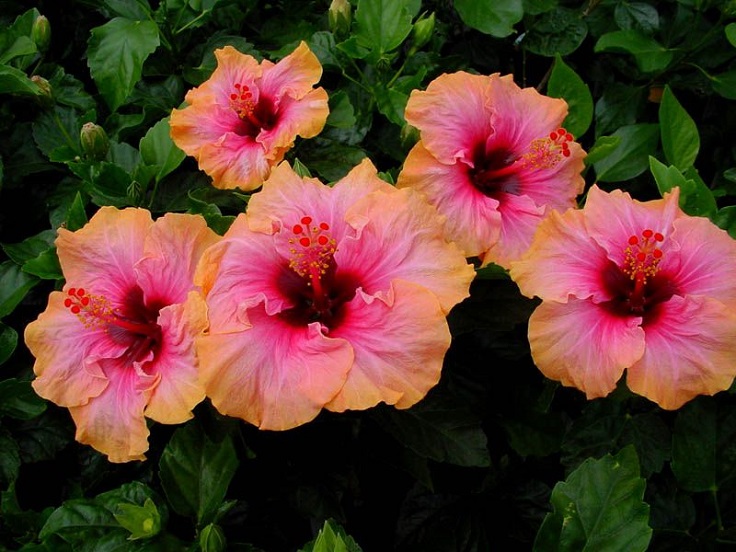 Hibiscus