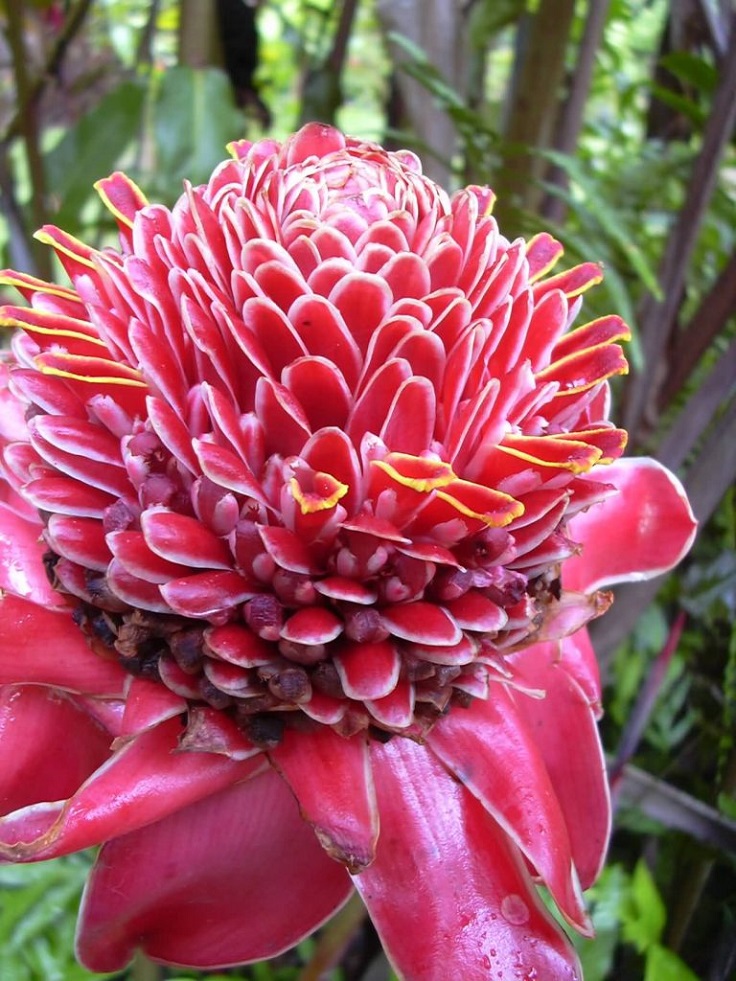 Torch-Ginger