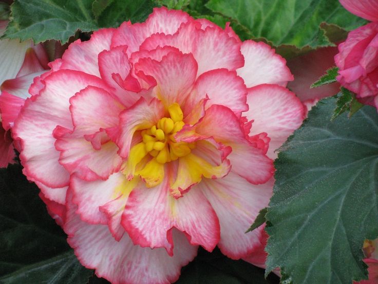 Tuberous-Begonia