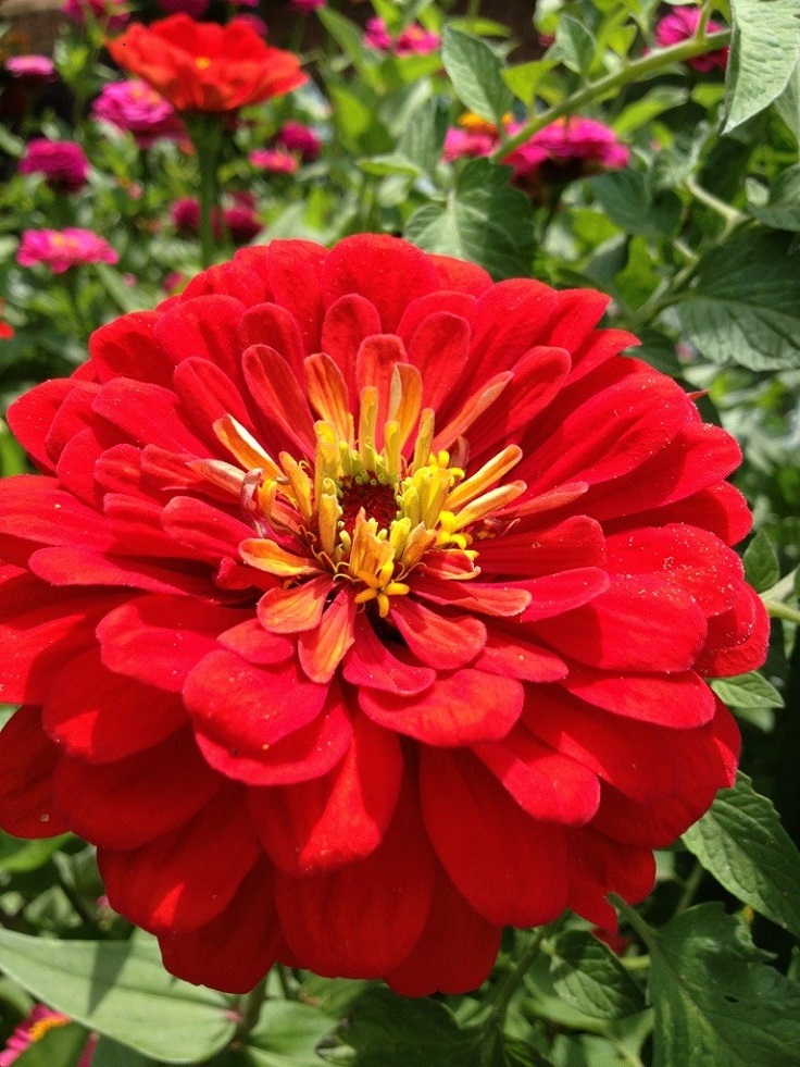 Zinnia