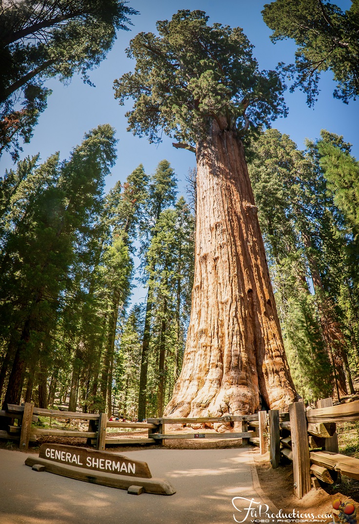 Sequoia-National-Park