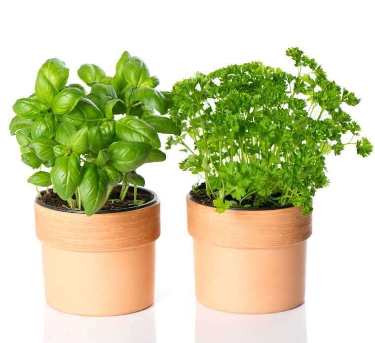 basil-and-parley