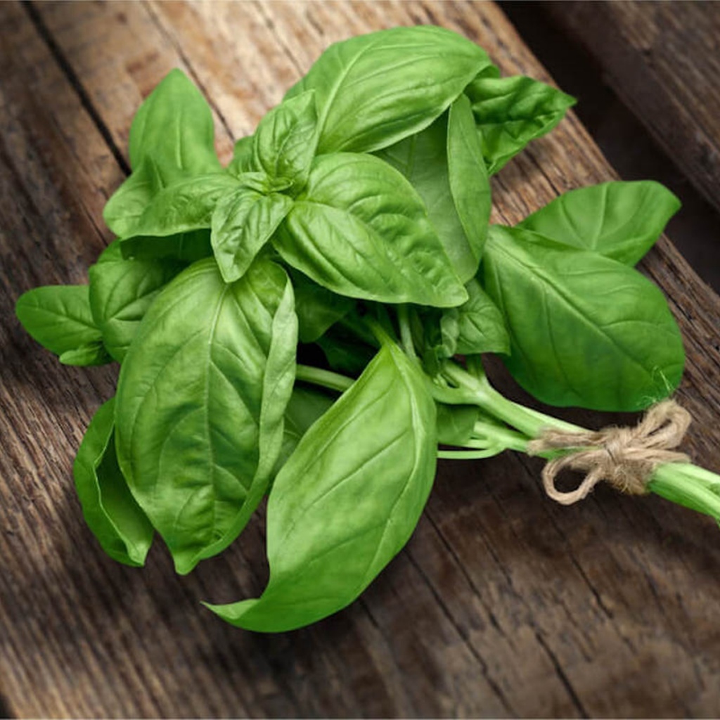 basil basil