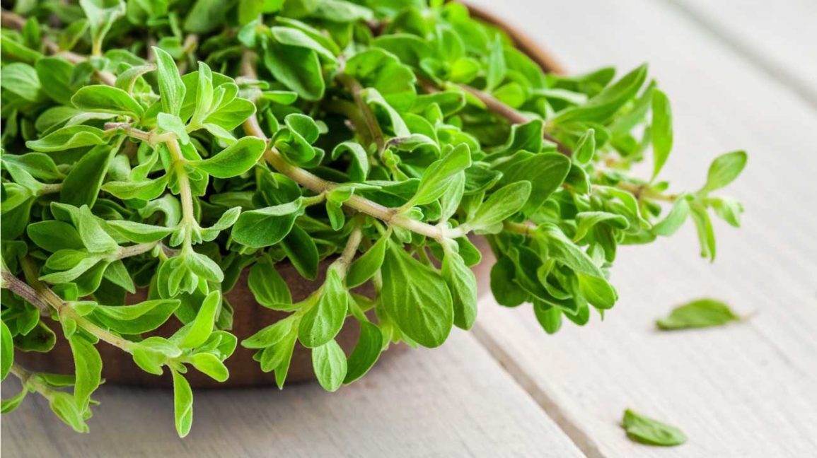 marjoram-