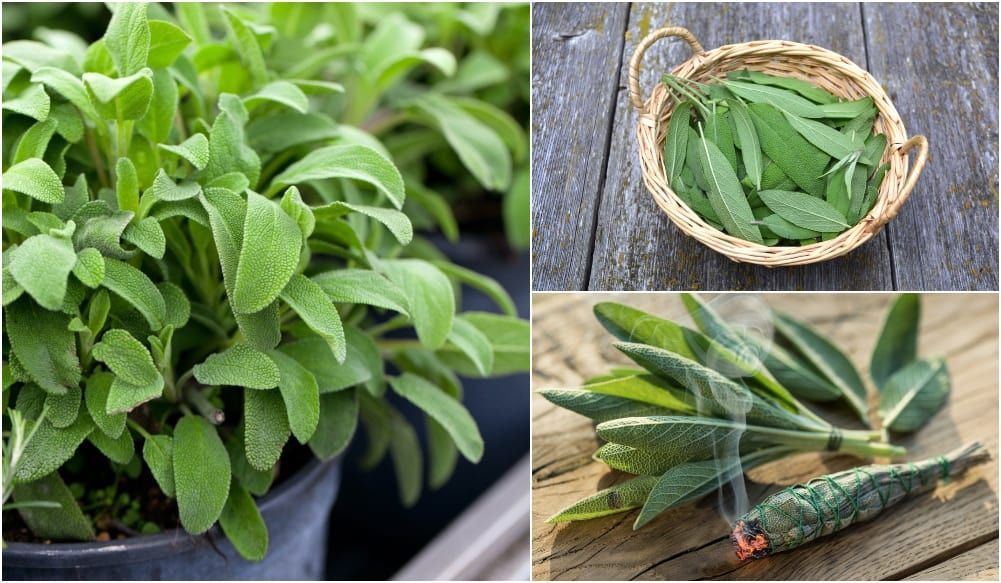 sage sage