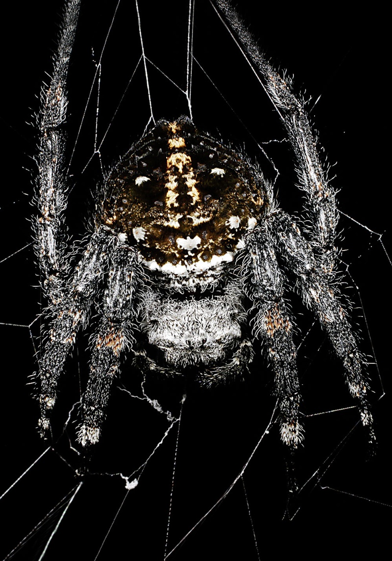 Caerostris-Darwini Caerostris-Darwini