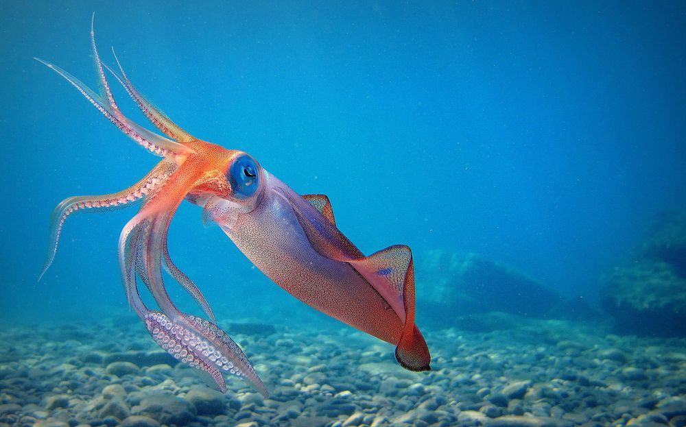 Giant-squid