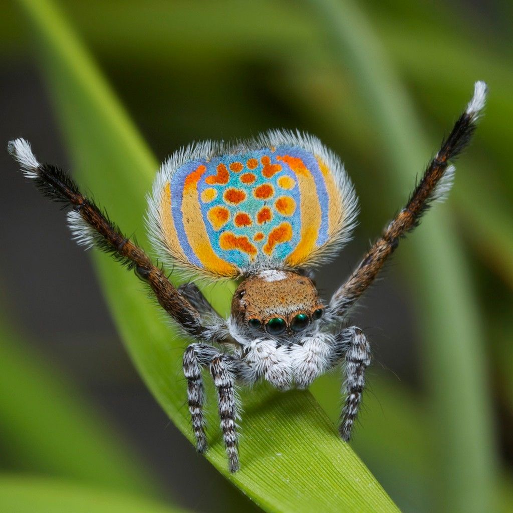 Maratus-Volans Maratus-Volans